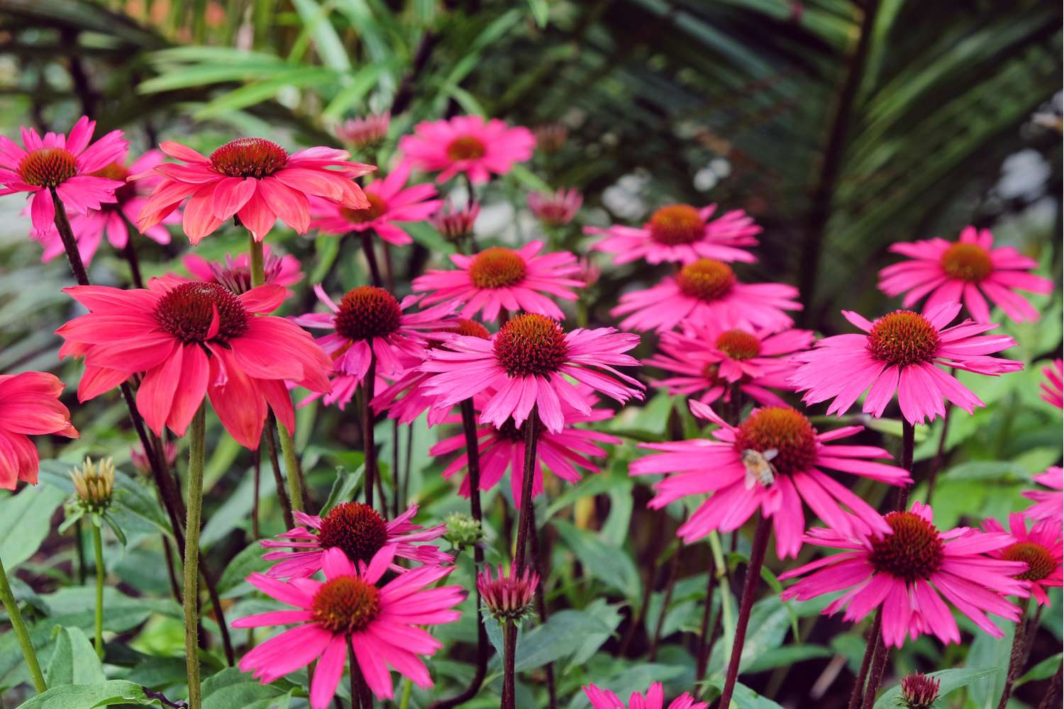 Punahattu Echinacea 'Sensation Pink'